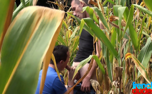 This time I think the corn is ripe